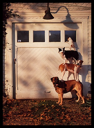 Nissan Frontier - Dogs, 1998